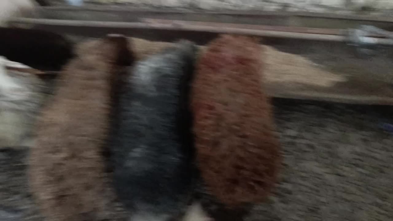 5تا بره نر و ماده قلم دار درجه یک ضمانتی|حیوانات مزرعه|مشهد, سیسآباد|دیوار