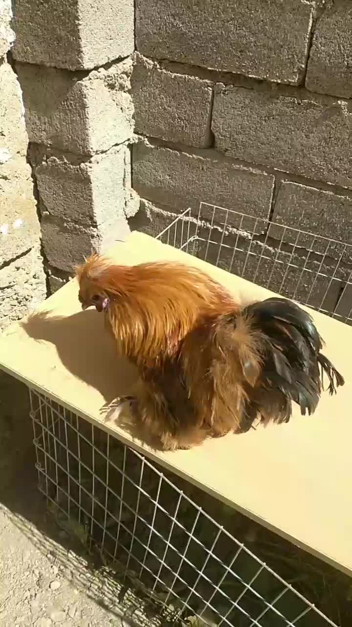 خروس دستی امپراتور|حیوانات مزرعه|تهران, مینای شمالی (مخبر)|دیوار