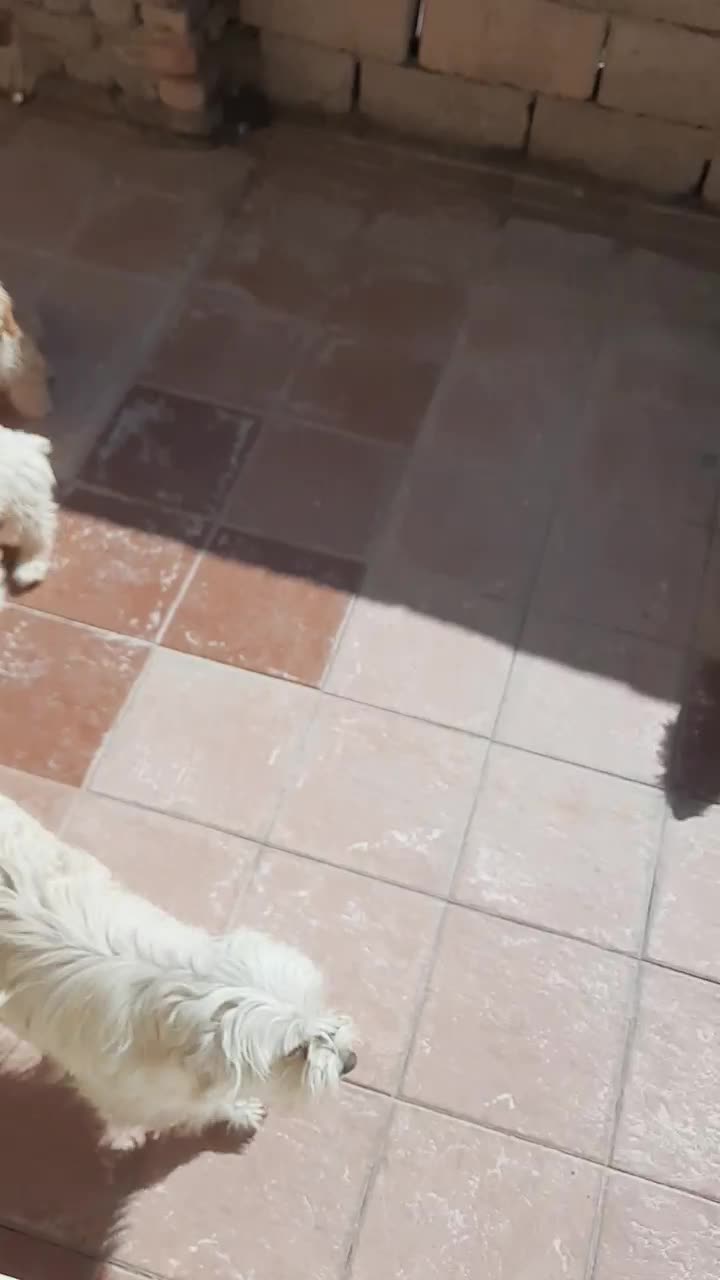 سگ شیتزو اماده تربیت|سگ|کاشان, فاز ۲ ناجی آباد|دیوار