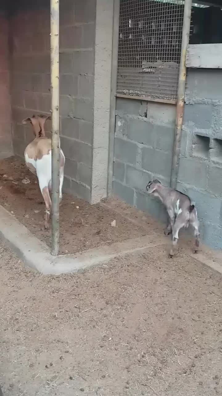 بز صومال|حیوانات مزرعه|عسلویه, |دیوار