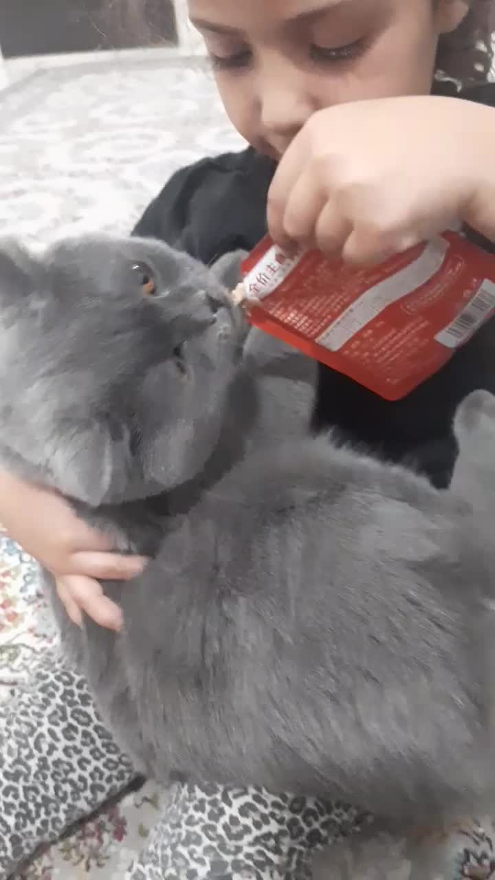 گربه بیریتیش اصیل رنگ بلو|گربه|اراک, |دیوار