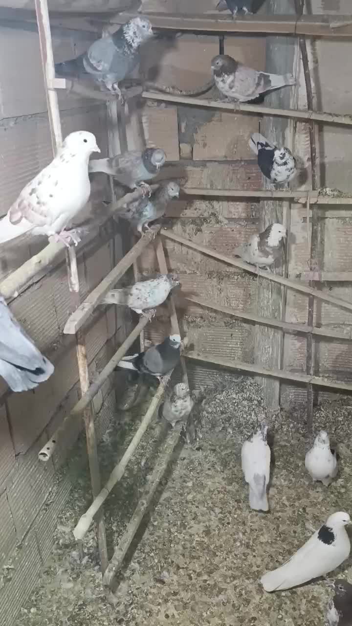 کبوتر|پرنده|پیشوا, |دیوار