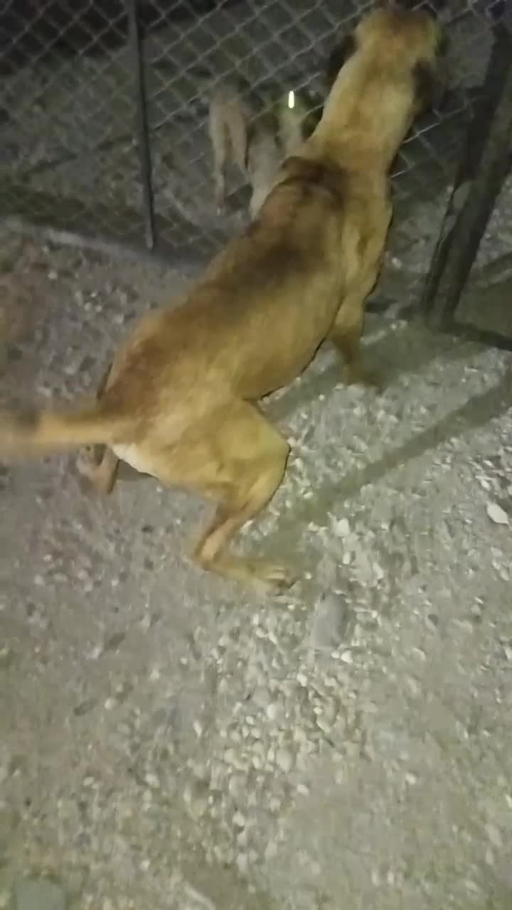 ماده عراقی3/5ساله|سگ|کبودرآهنگ, |دیوار