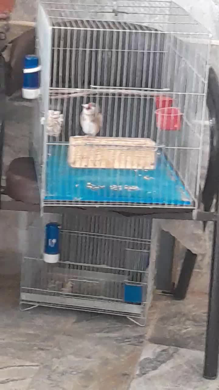 سهره ۵دهنه|پرنده|بروجرد, |دیوار