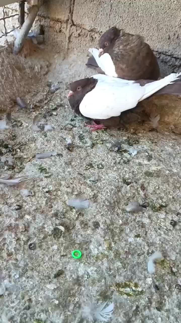 نرو ماده چیش چنگ سفید|پرنده|شیراز, دروازه قران|دیوار