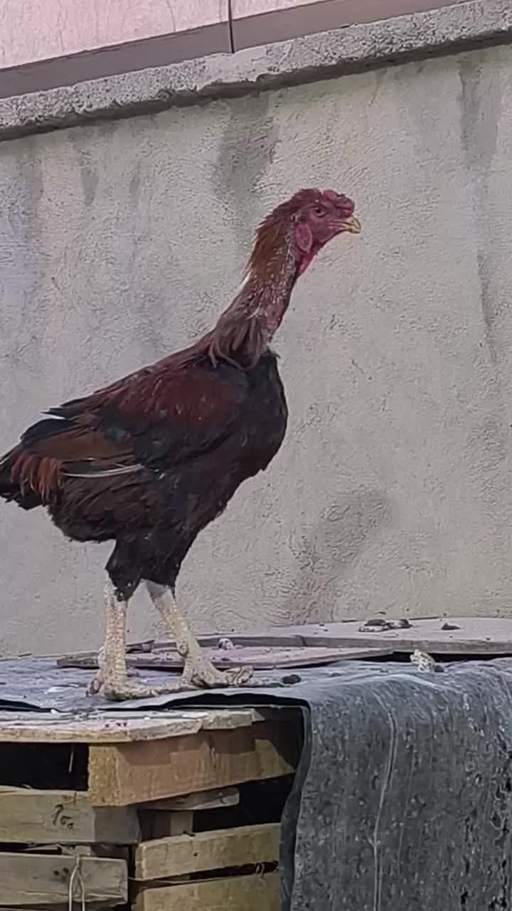 خروس لاری|حیوانات مزرعه|سراوان, |دیوار