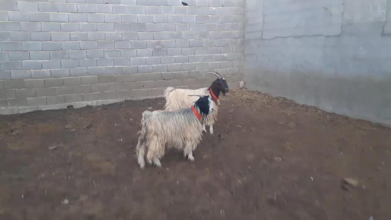 بز ترکی روزگاری،میش،بره،بزغاله|حیوانات مزرعه|مبارکه, |دیوار