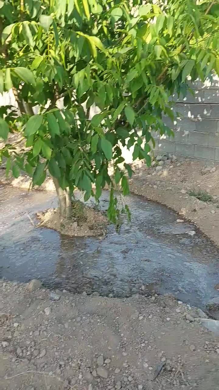 فروش باغ بین سیدان وفاروق .روستای اب انار|فروش خانه و ویلا|مرودشت, تخت جمشید|دیوار