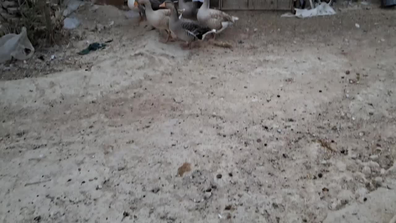 فروش غاز محلی|حیوانات مزرعه|بستک, |دیوار