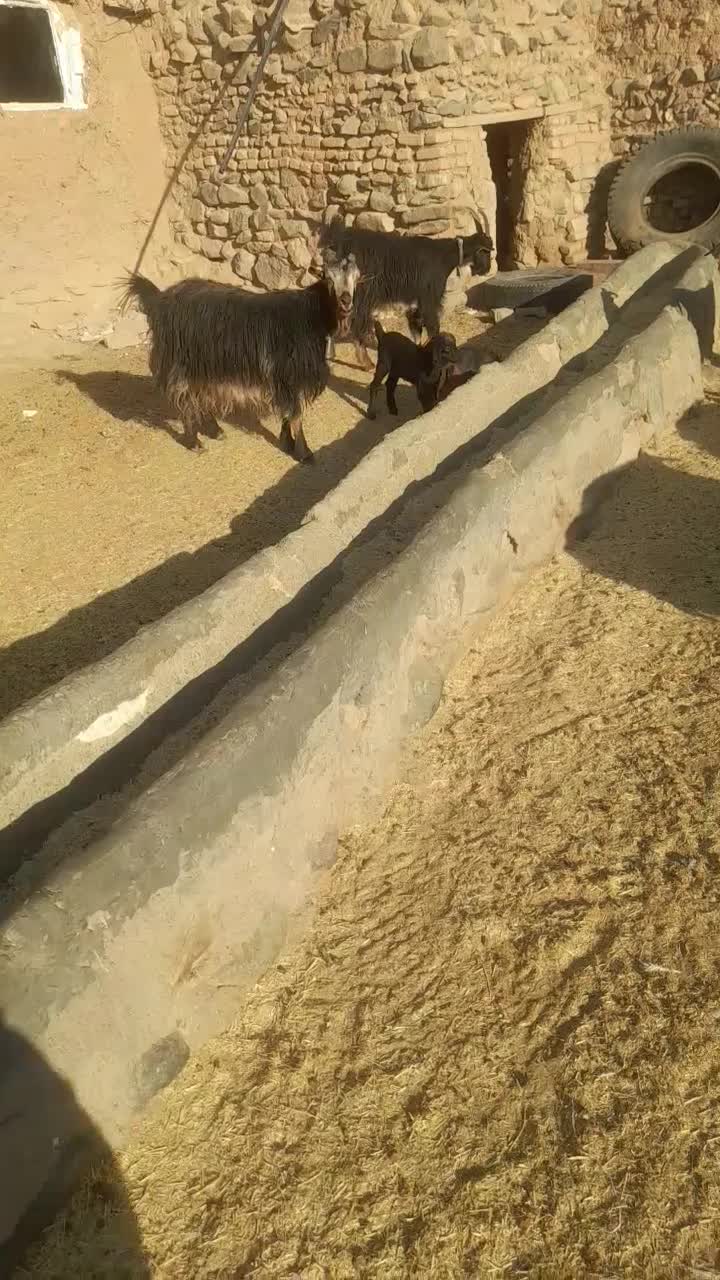 بز بزغاله دا ر|حیوانات مزرعه|سلفچگان, |دیوار