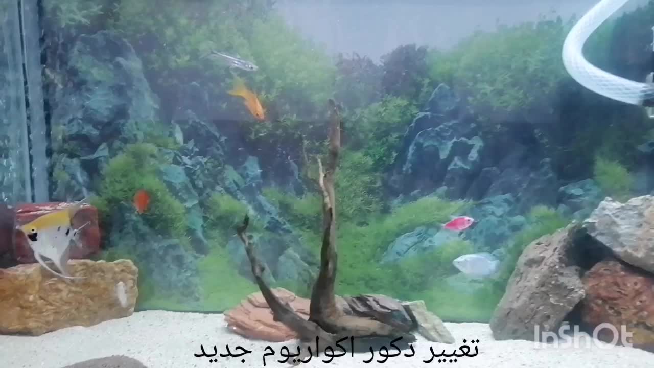 آکواریوم|ماهی|کرمان, |دیوار