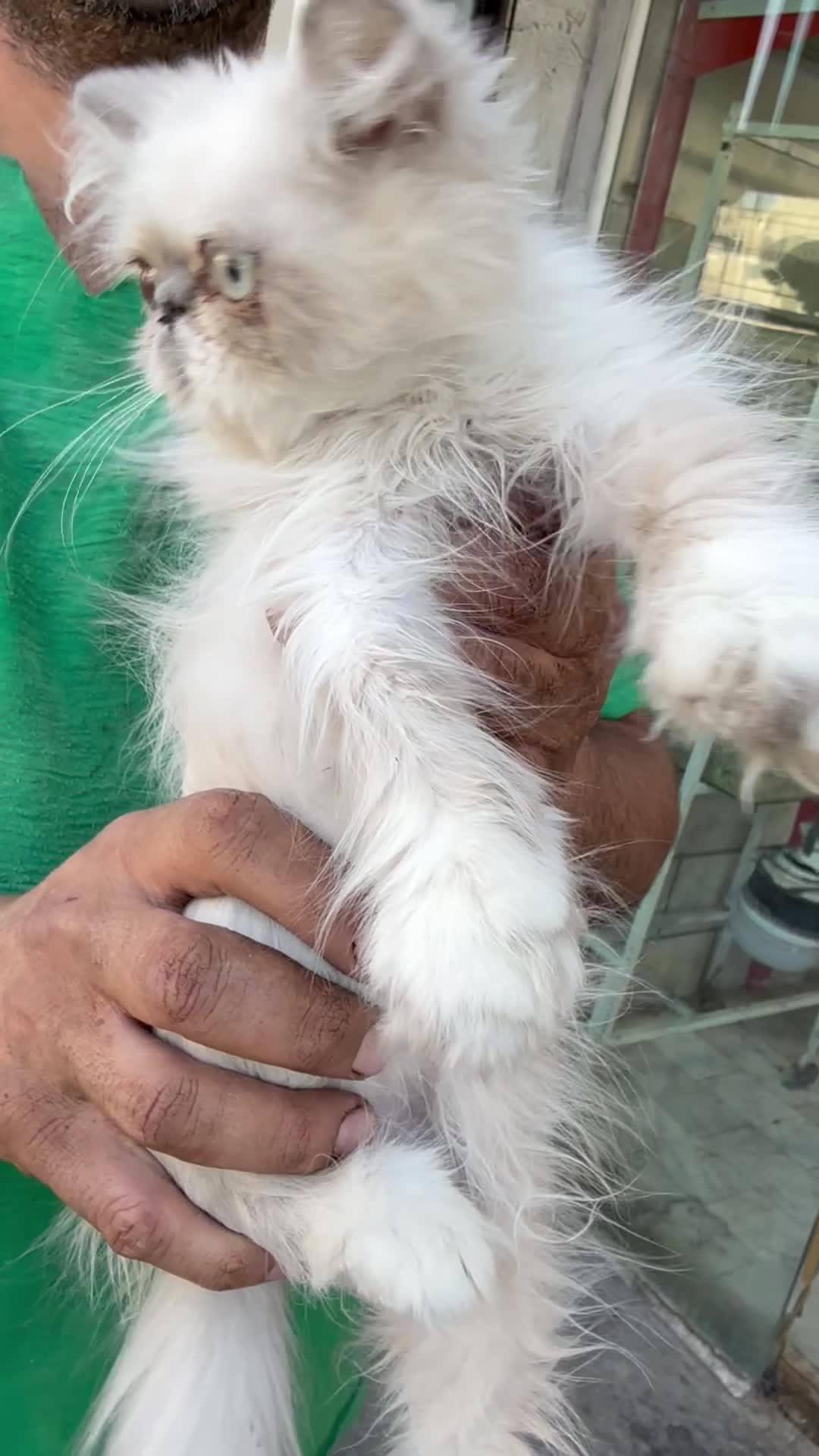 گربه پرشین|گربه|فردیس, فردیس|دیوار