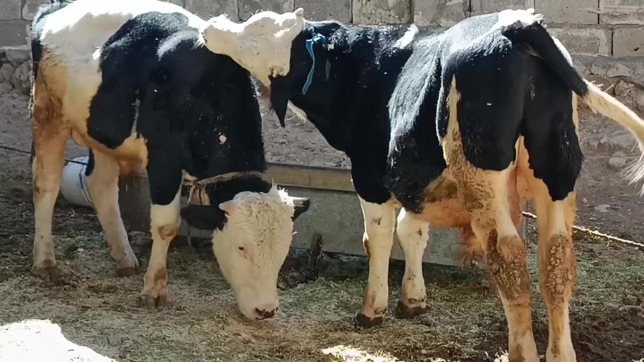 فروش سه راس گوساله نر سیمینتال اصل جنس پرواربندی|حیوانات مزرعه|سیوان, |دیوار