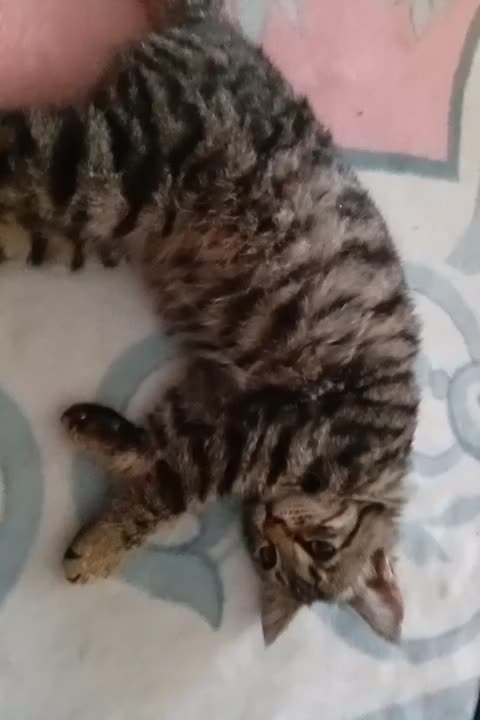 واگذاری بچه گربه ی بامزه|گربه|کرمان, |دیوار