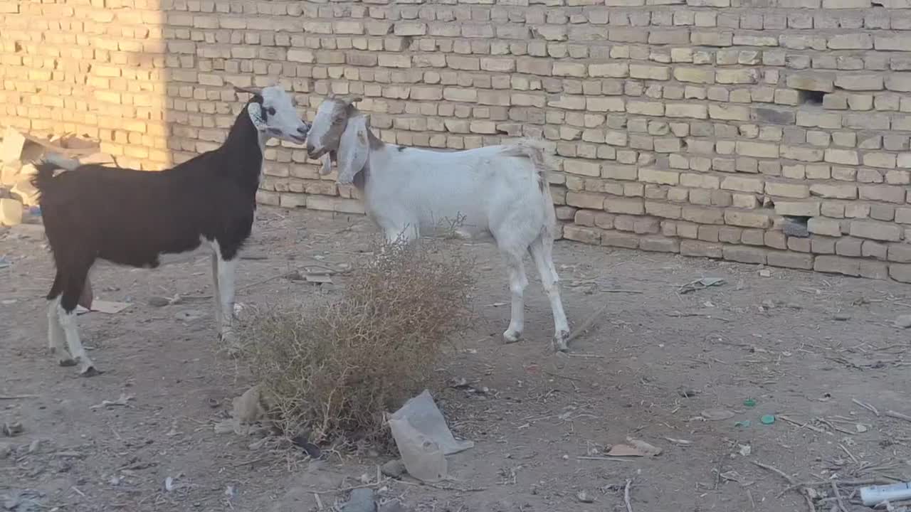 ۲ تا بز دورگ پاکستانی|حیوانات مزرعه|رفسنجان, |دیوار