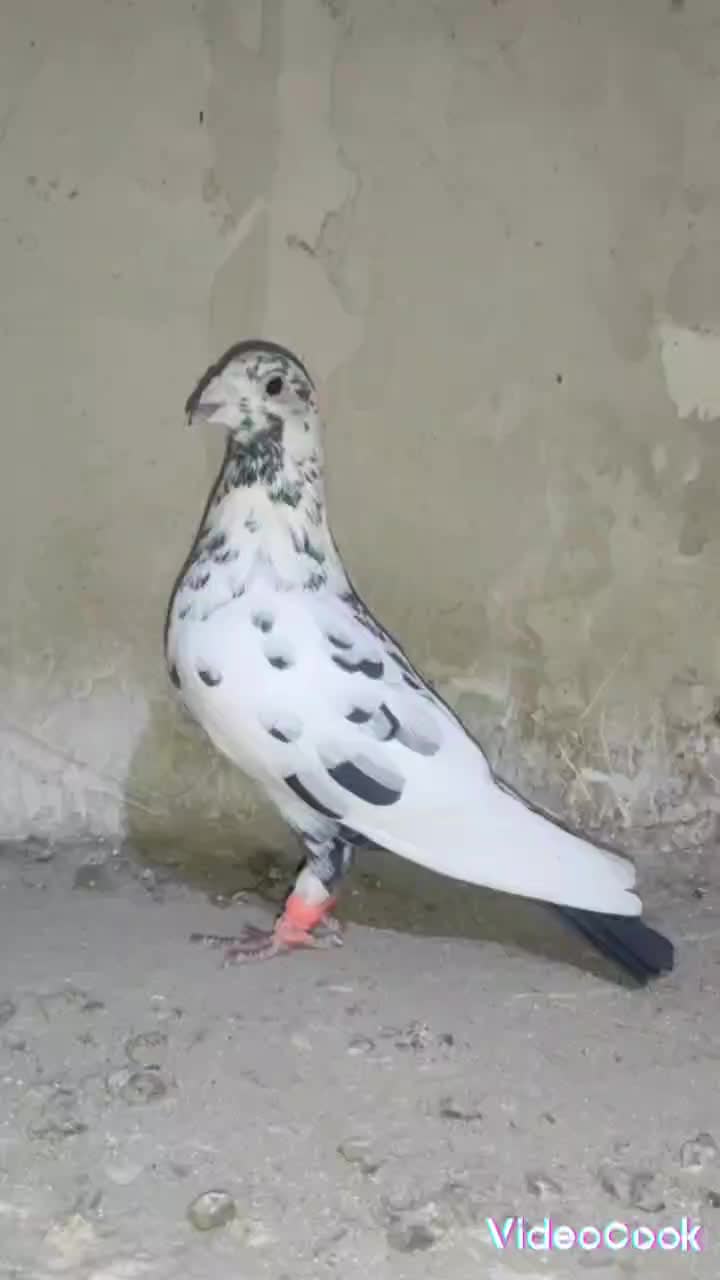 سار پرشی|پرنده|سلامی, |دیوار