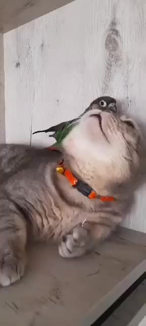 اسکاتیش نر|گربه|کرمانشاه, |دیوار