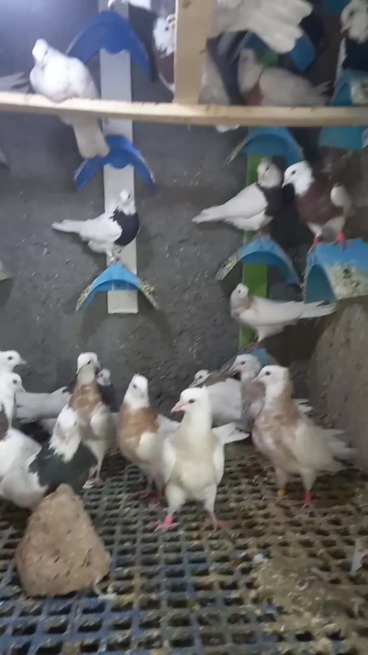 کفتر طوقی|پرنده|فردیس, فردیس|دیوار