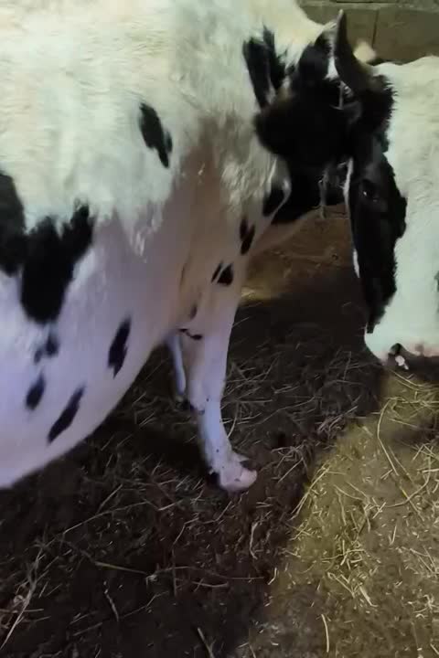 گاو محلی|حیوانات مزرعه|چوبر, |دیوار