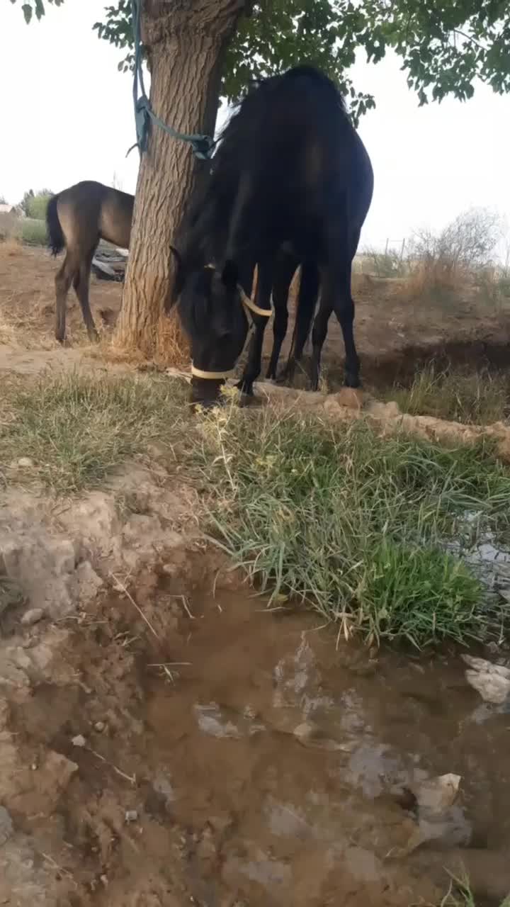 باسلام اسب مادیون یورقه فروشی|اسب و تجهیزات اسبسواری|تربت جام, جلگه موسی آباد|دیوار