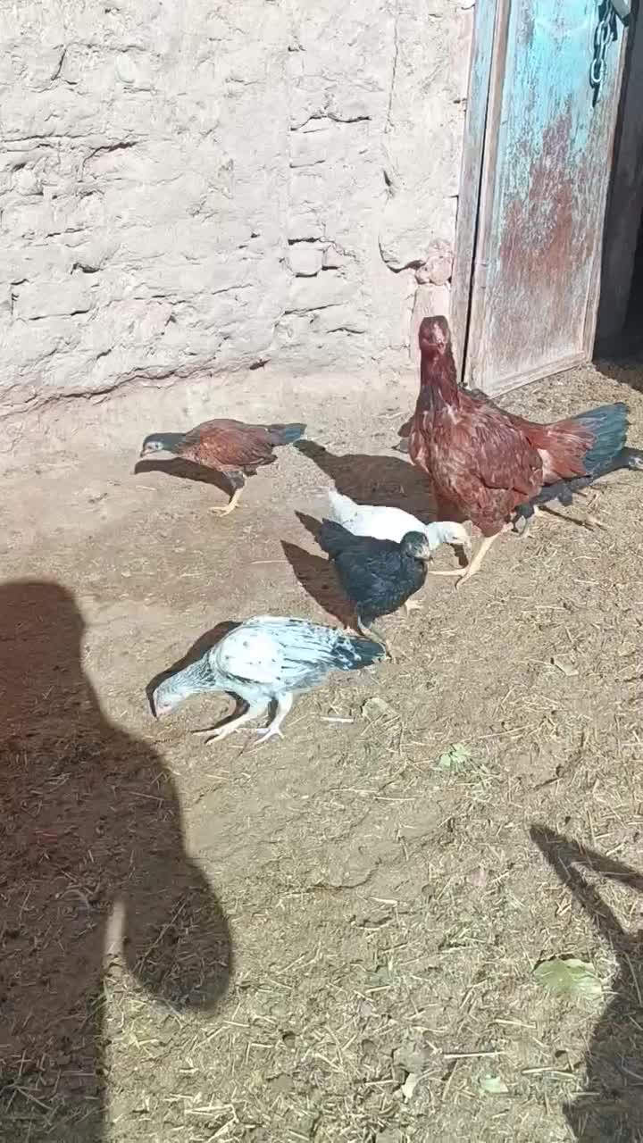 جوجه مرغ فروشی|پرنده|بیرجند, |دیوار