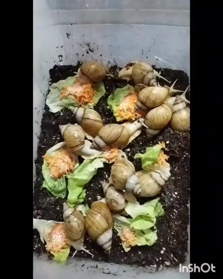 حلزون آلبینو|خزنده|تبریز, |دیوار