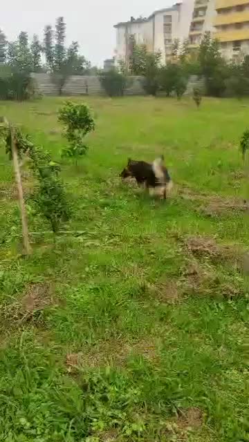 سگ ژرمن نگهبان|سگ|مرزنآباد, |دیوار