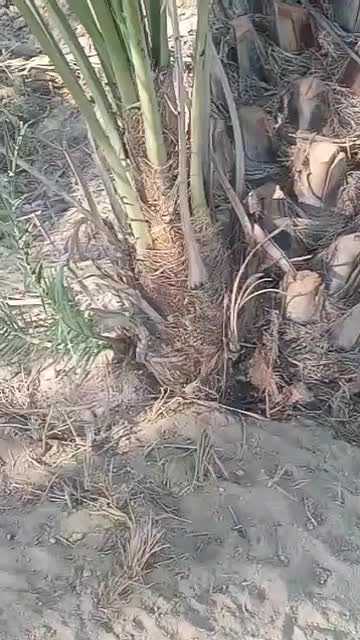 فروش نهال و پاجوش مجول مراکشی سوپر جامبو|خدمات باغبانی و درختکاری|رستاق, |دیوار