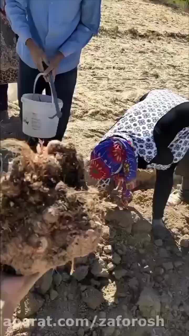 پیاز زعفران درجه 1|گل و گیاه طبیعی|گناباد, |دیوار