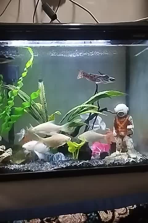 70در50|ماهی|اشکذر, |دیوار