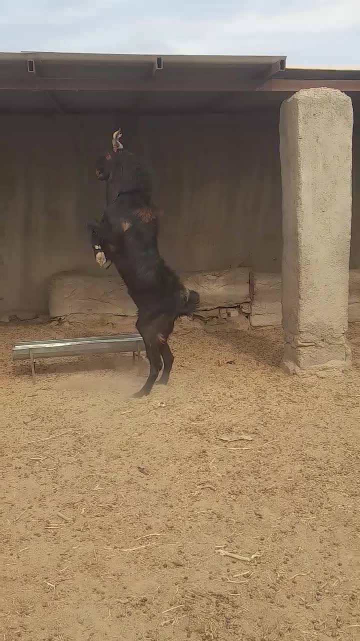 نربز|حیوانات مزرعه|زابل, |دیوار