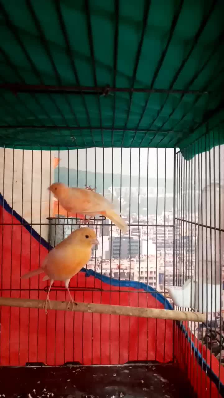 قناری پرتغالی برادر و خواهر|پرنده|رشت, علی آباد|دیوار