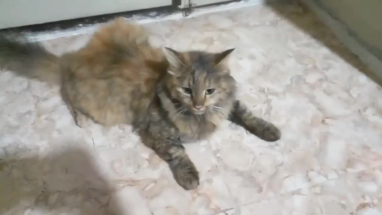 گربه سیبرین|گربه|لنگرود, |دیوار