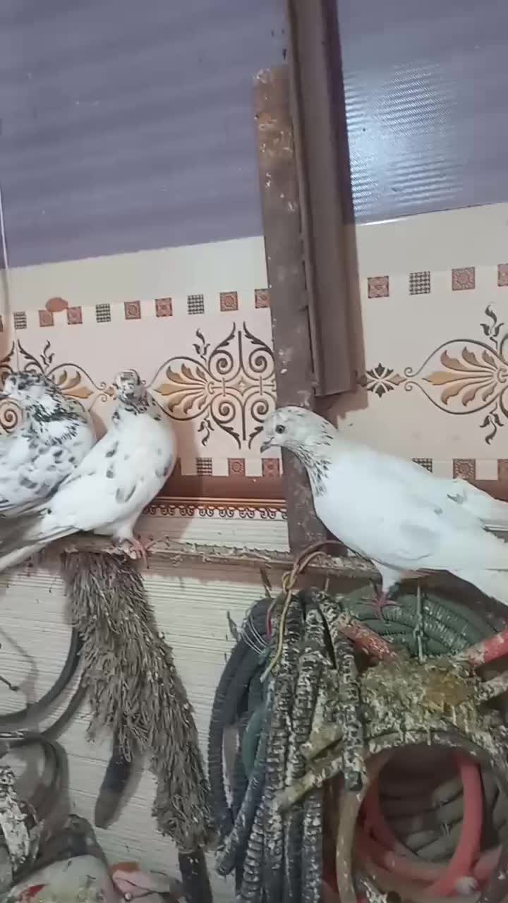 کبوتر کفتر|پرنده|محمدشهر, ولدآباد|دیوار