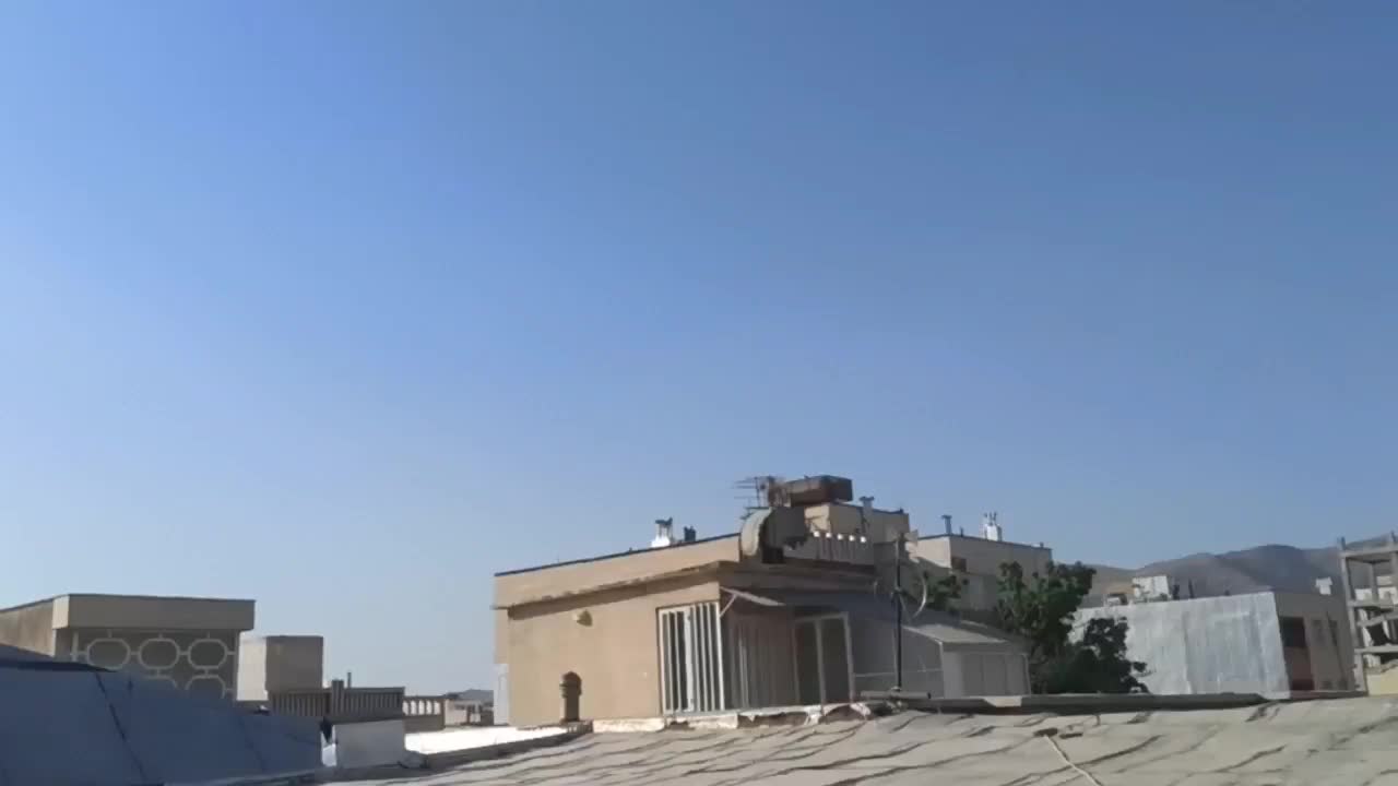 کفتر کبوتر بهبونی ، سینه سیاه ، سبز دم سفید|پرنده|شیراز, فخرآباد (دروازه کازرون)|دیوار