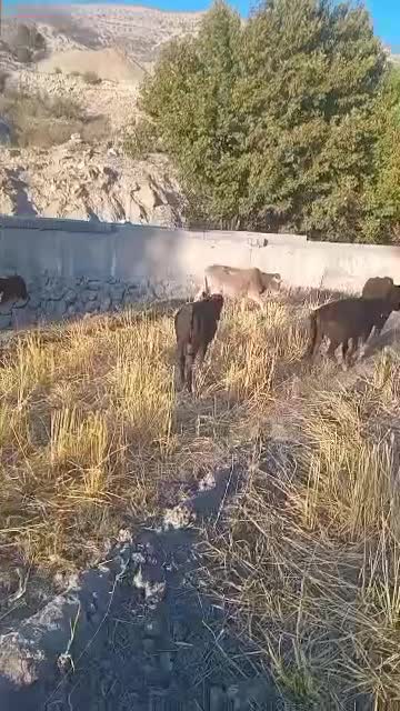 فروش ۷ راس گوساله|حیوانات مزرعه|لوداب, |دیوار