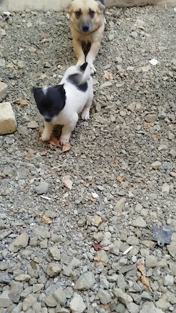 توله سگ پاکوتاه|سگ|کرمانشاه, |دیوار