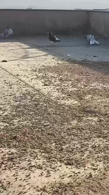 کبوتر|پرنده|شیراز, دلگشا|دیوار