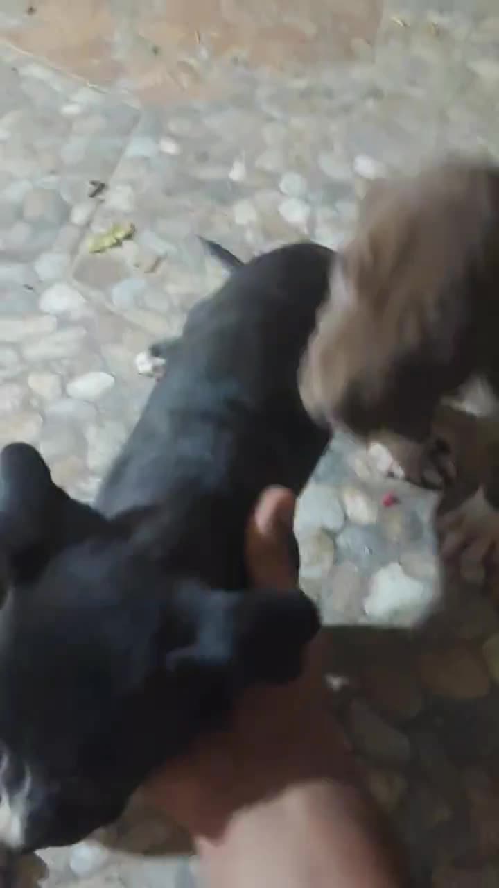 سگ آمریکن پیتبول توله|سگ|شیراز, شریف‌آباد|دیوار