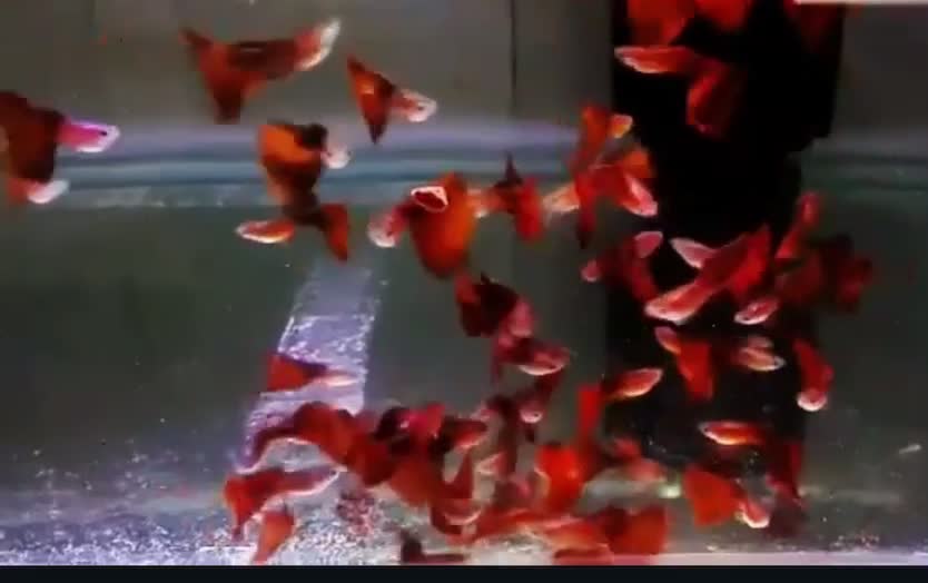 ماهیان گوپی مولی سواتر بهترین نژاد ها|ماهی|مشهد, استاد یوسفی (شهرک غرب)|دیوار