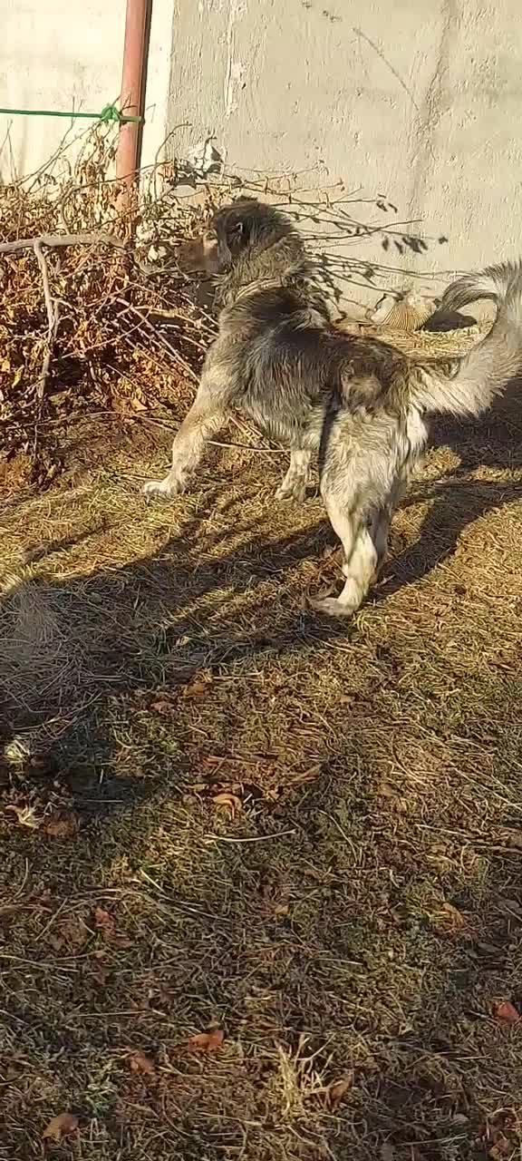 سرابی ذات قدیم ۱۴ ماهه|سگ|شاهین دژ, |دیوار