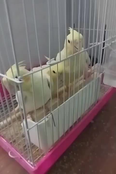 عروس هلندی|پرنده|آبیک, |دیوار