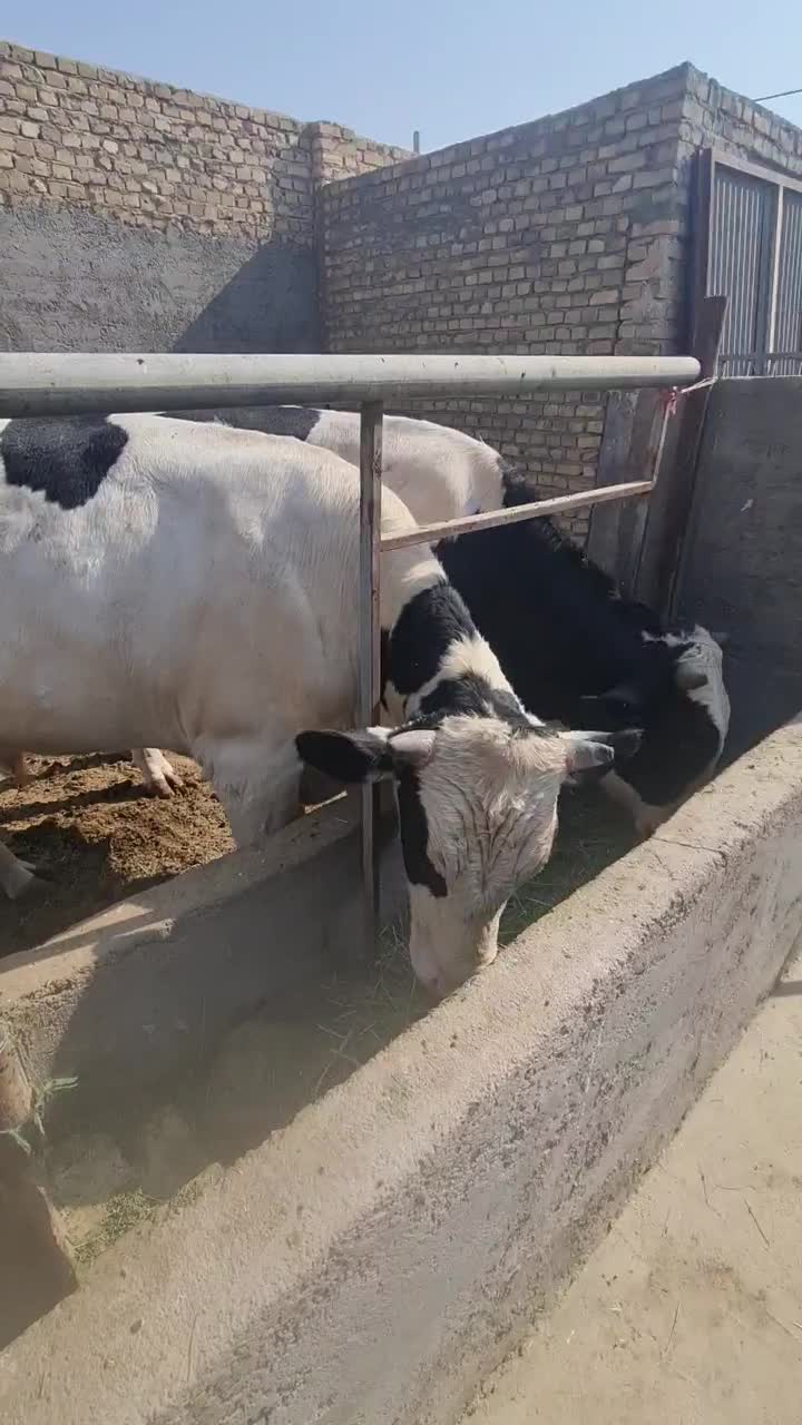 گوساله نر وماده|حیوانات مزرعه|یزد, |دیوار