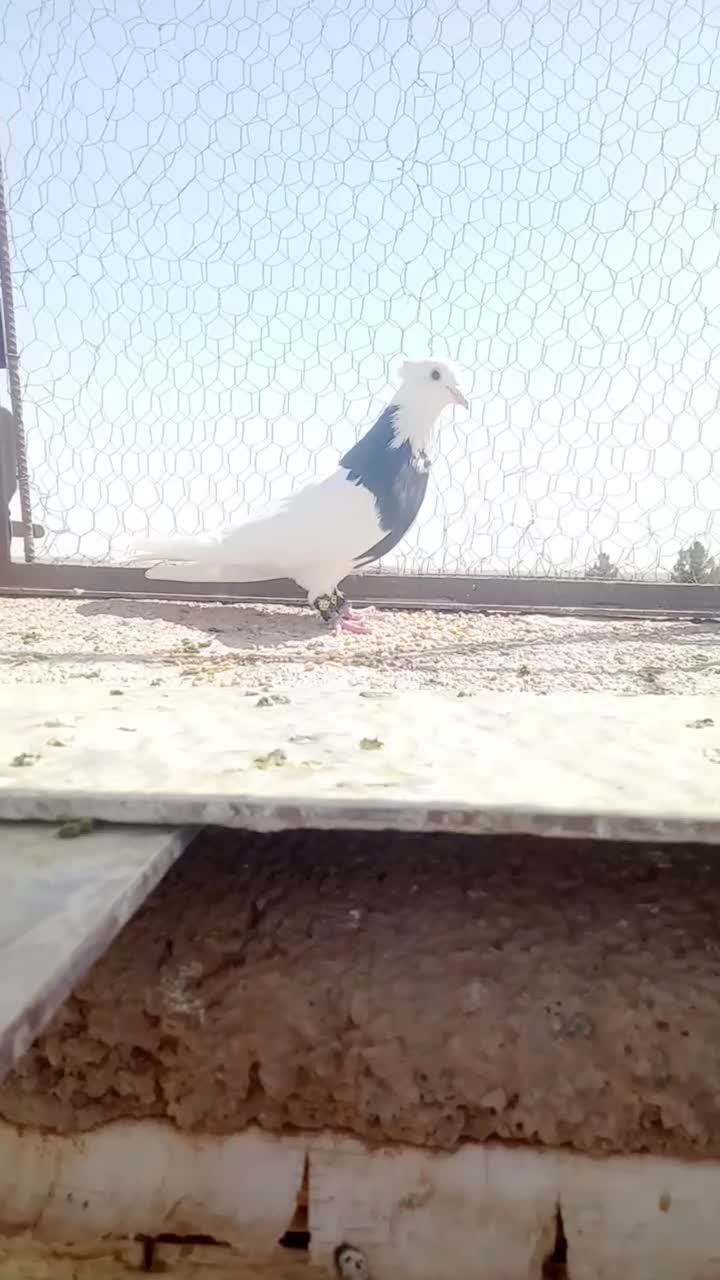 جفتگاه طوقی زات هفت رنگ.|پرنده|نصر آباد, |دیوار