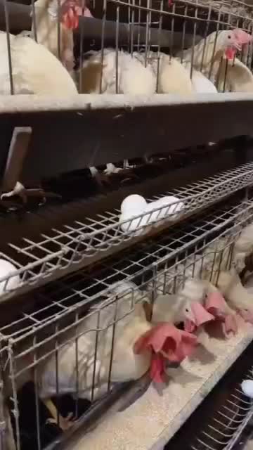 مرغ سفید|حیوانات مزرعه|قیدار, |دیوار