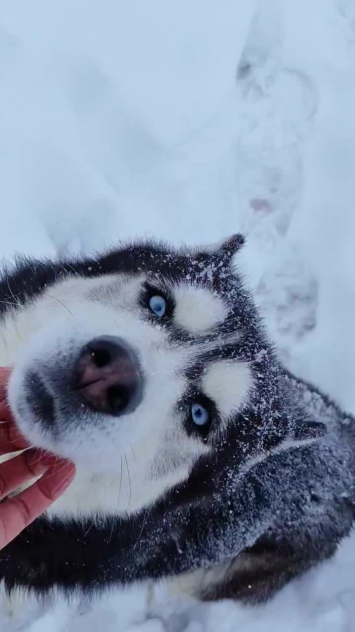 هاسکی اورجینال اصیل|سگ|فریمان, |دیوار