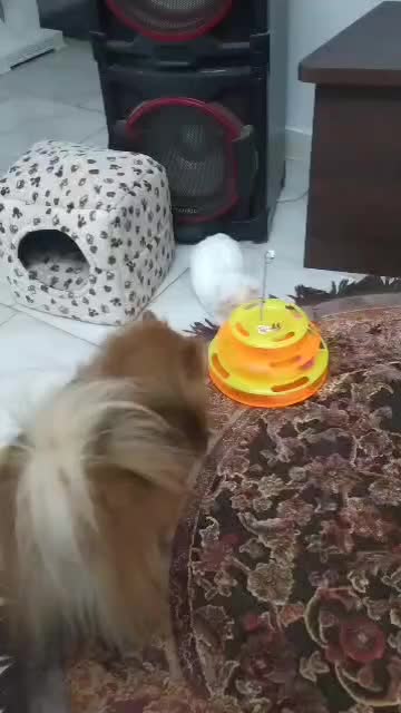 گربه اسکاتیش دبل فولد|گربه|قدس, شهر‌قدس|دیوار