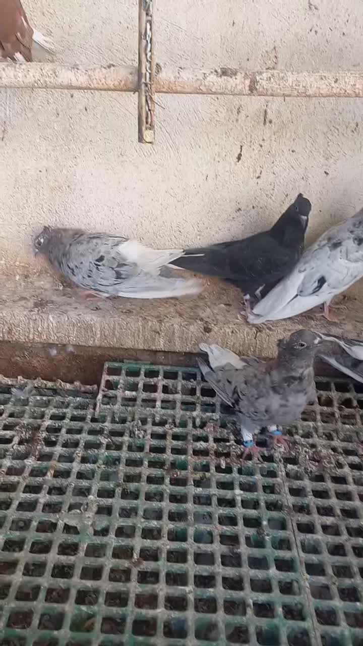 ۱۲تا دم سفید کوهی و اشعل و سرخ دم سفید|پرنده|اهواز, شهرک دانشگاه|دیوار