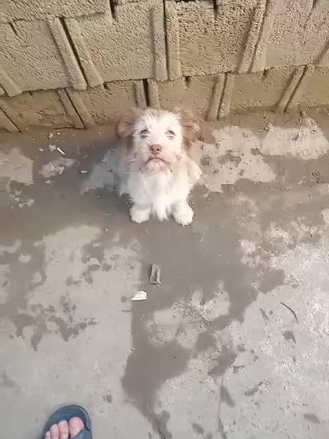 سگ پاکوتا شیتزو|سگ|تنکابن, |دیوار