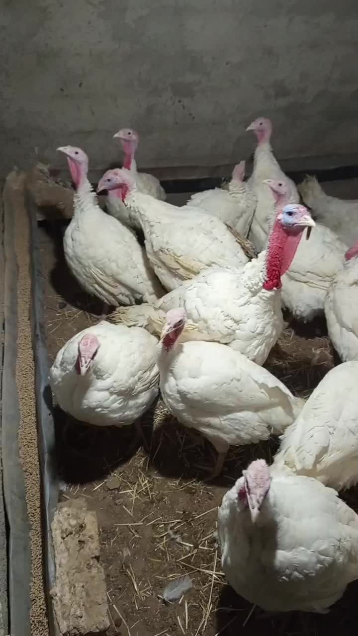 بقلمون گوشتی|حیوانات مزرعه|چناران, |دیوار